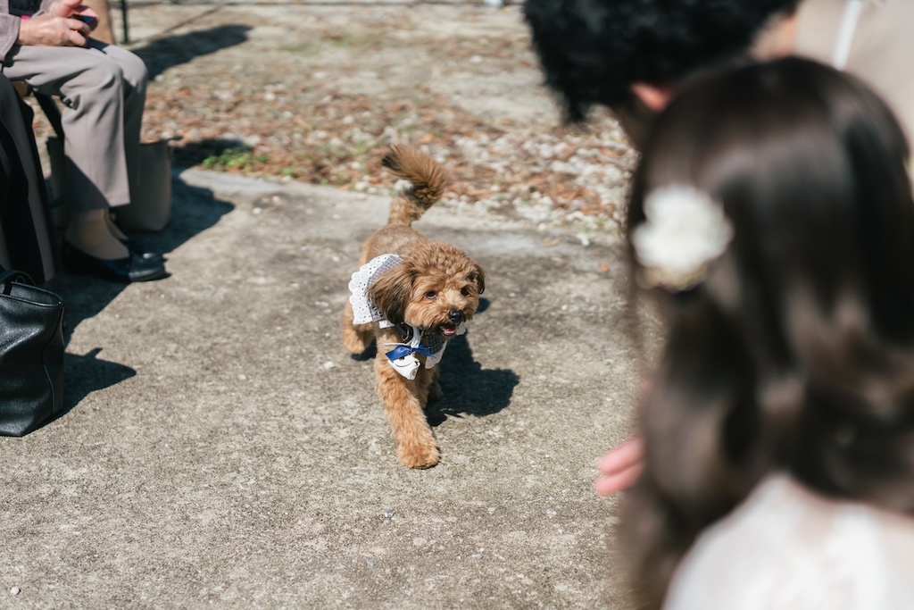 岡崎市のガーデン会場Oniwa De...で愛犬と撮影するガーデンウェディング